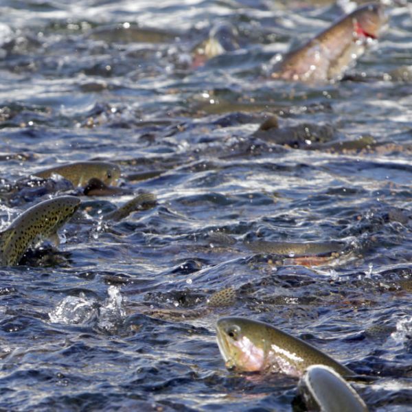 How can salmon be raised organically in fish farms? BritAm Farms